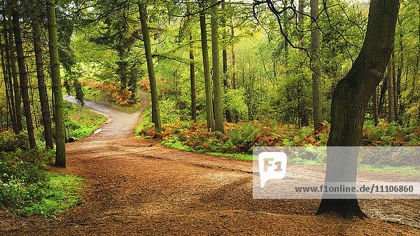Woodland path within Delamere Forest on an autumn afternoon  Cheshire  England  United Kingdom  Europe