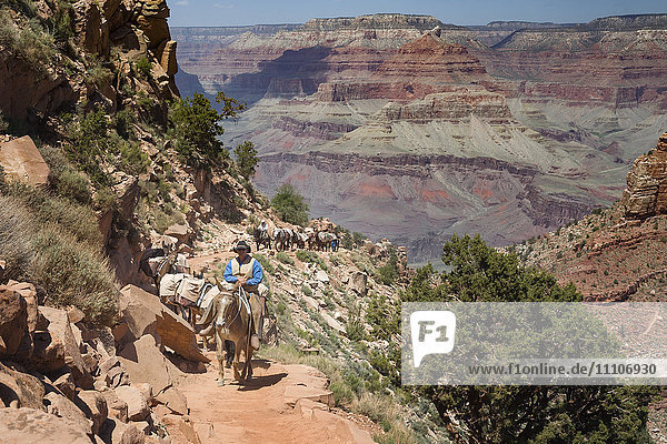 A cowboy wrangler leads a pack train of horses up the South Kaibab Trail in Grand Canyon National Park  UNESCO World Heritage Site  Arizona  United States of America  North America