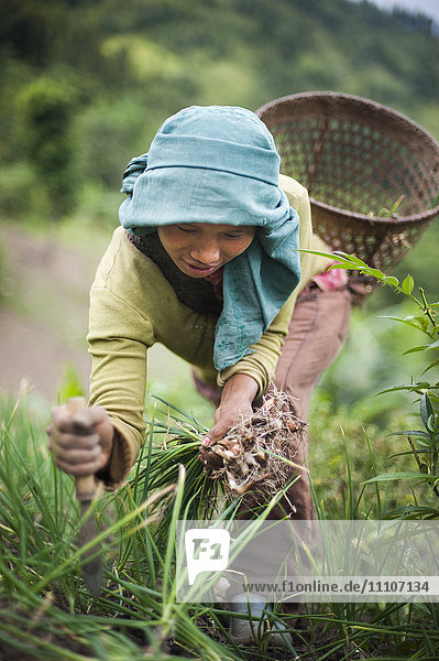 Ein Mädchen sammelt Frühlingszwiebeln an den grünen Hängen von Manipur im Nordosten Indiens  Indien  Asien
