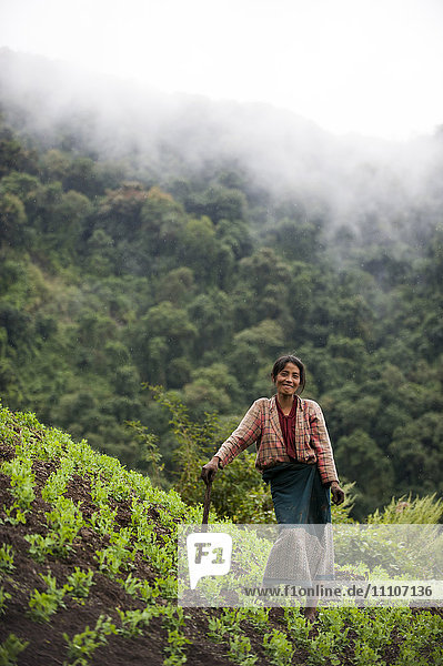 Eine Frau bei der Arbeit in einem Erbsenfeld in Nordostindien  Indien  Asien