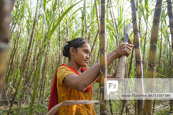 A girl harvests sugarcane in the Rangamati District Chittagong Hill Tracts Bangladesh Asia