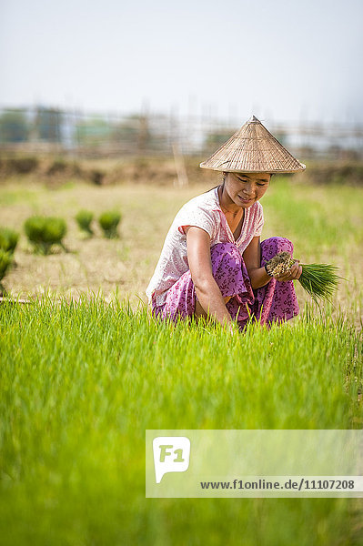 Eine Frau erntet jungen Reis in Bündeln  die in größeren Abständen auf weiteren Feldern wieder angepflanzt werden  damit der Reis wachsen kann  Kachin State  Myanmar (Burma)  Asien