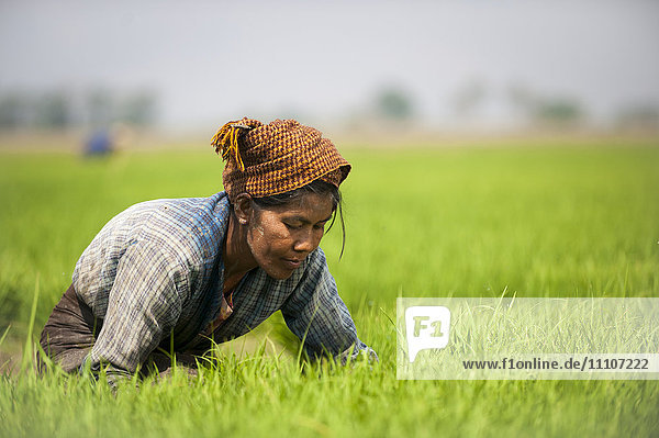 Eine Frau in der Nähe des Inle-Sees erntet jungen Reis in Bündeln  die in größeren Abständen wieder eingepflanzt werden  damit der Reis wachsen kann  Shan-Staat  Myanmar (Birma)  Asien