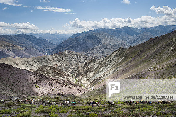 Pack horses in the Ladakh region  Himalayas  India  Asia