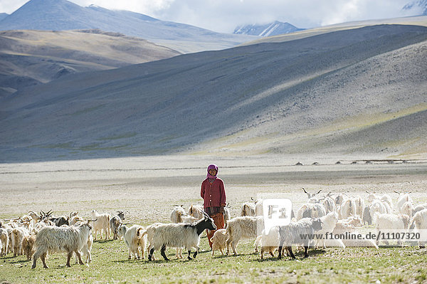 A nomad woman gathers her herd together in the morning to collect milk and brush them to extract wool in the remote Himalayan region of Ladakh in north India  India  Asia