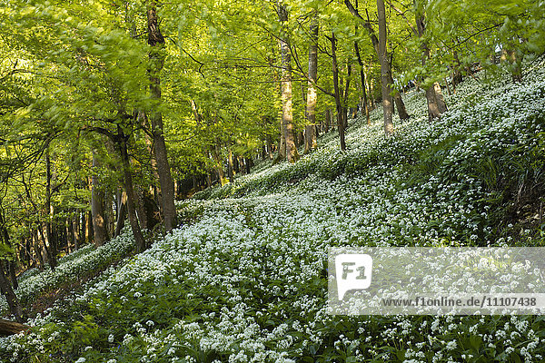 A carpet of wild garlic (ramsons) on a hilly section of this British deciduous woodland in springtime  United Kingdom  Europe