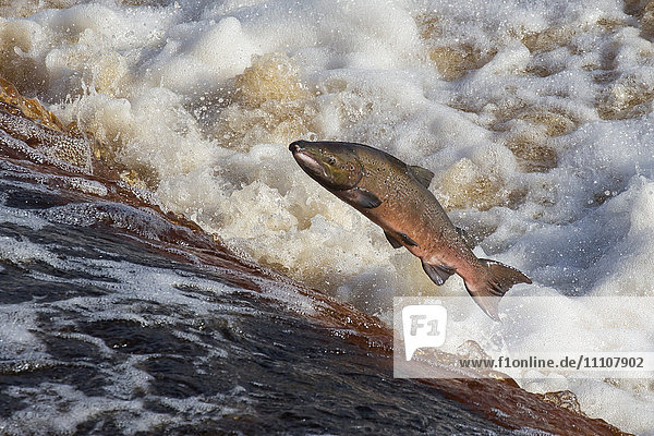 Atlantic salmon (Salmo salar) leaping on upstream migration  River Tyne  Hexham  Northumberland  England  United Kingdom  Europe