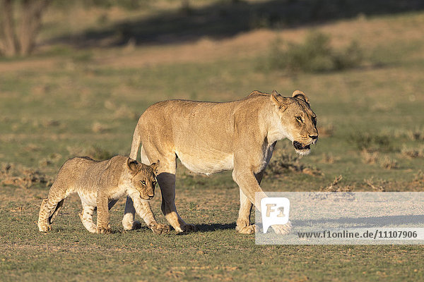 Lioness with cub (Panthera leo) Kgalagadi Transfrontier Park Northern Cape South Africa Africa