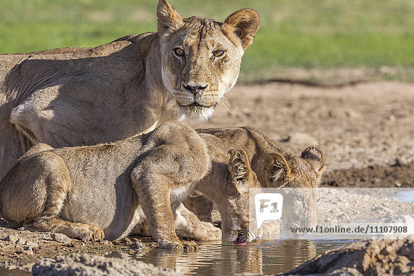 Lioness with cubs (Panthera leo) at water Kgalagadi Transfrontier Park Northern Cape South Africa Africa