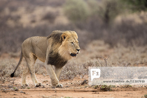 Lion (Panthera leo) Kgalagadi Transfrontier Park Northern Cape South Africa Africa