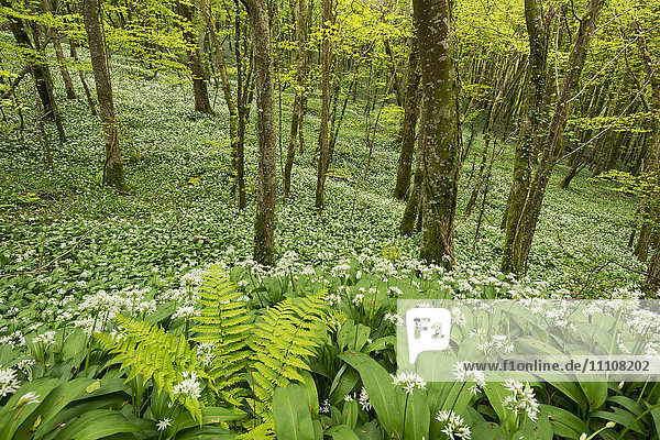 Wild garlic and ferns growing in a Cornish woodland in spring time  Looe  Cornwall  England  United Kingdom  Europe
