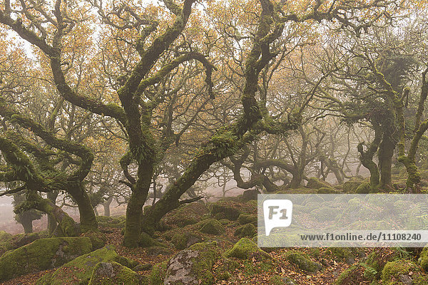 Der wilde und geheimnisvolle Wistman's Wood im Dartmoor National Park  Devon  England  Vereinigtes Königreich  Europa
