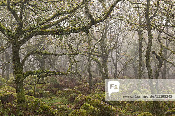 Moosbewachsene Bäume in Wistman's Wood  Dartmoor National Park  Devon  England  Vereinigtes Königreich  Europa