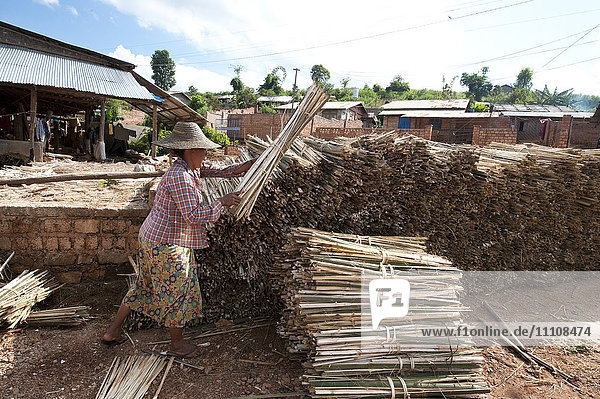 Eine Frau stapelt Bambusbündel  die für das Waschen mit Kalk vorbereitet sind  als Teil des Prozesses der handgefertigten Papierherstellung  Hsipaw  Shan-Staat  Myanmar (Burma)  Asien