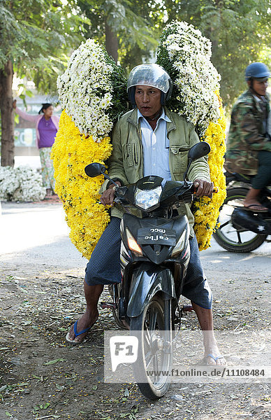 Man carrying huge load of fresh chrysanthemums from flower market on the road to Mandalay  Myanmar (Burma)  Asia