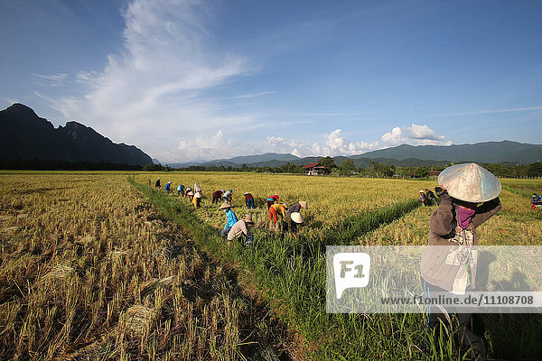 Reisfelder mit beeindruckender Bergkulisse und Bauern bei der Reisernte  Van Vieng  Provinz Vientiane  Laos  Indochina  Südostasien  Asien