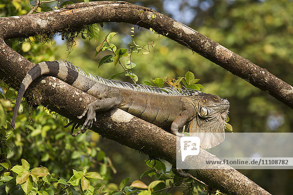 A green iguana (Iguana iguana) (common iguana) (American iguana)  in the jungle of Costa Rica  Central America
