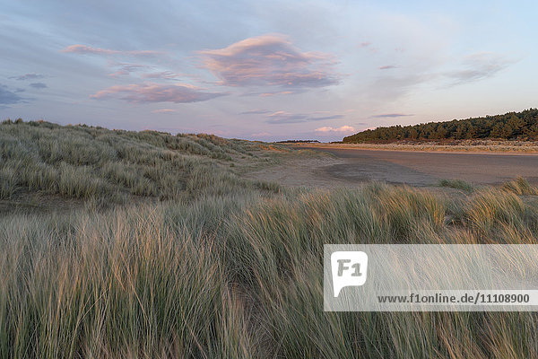 Die Dünen  der Strand und die Pinienwälder in Holkham Bay  Norfolk  England  Vereinigtes Königreich  Europa