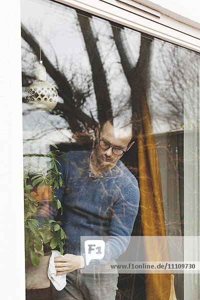 Mann reinigt Topfpflanze zu Hause durch Glasfenster gesehen