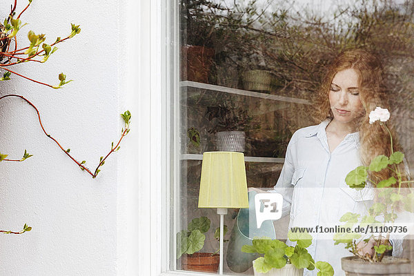 Frau bewässert Topfpflanze zu Hause vom Glasfenster aus gesehen