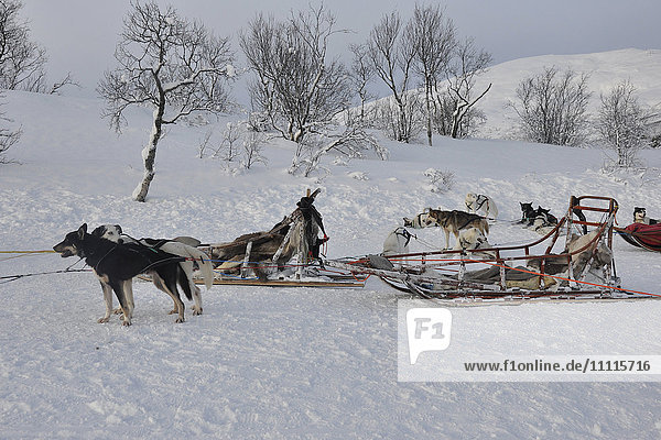 Norway  Tromso  sled dog