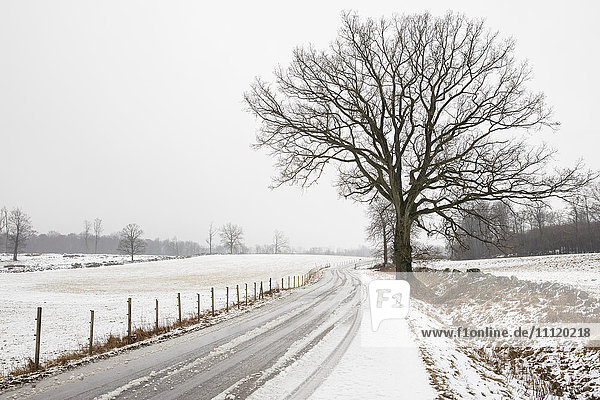 Schweden  Skane  Stenestad  Bare tree growing by road covered with snow