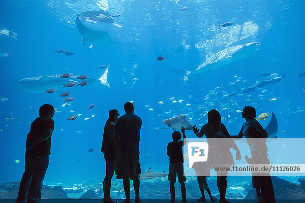 People admiring fish in aquarium