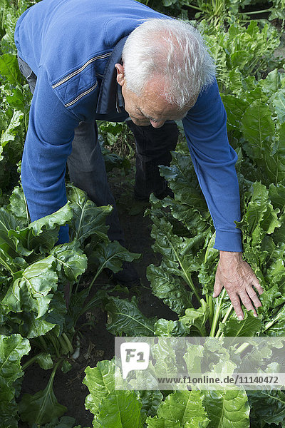 Caucasian farmer checking leafy vegetable