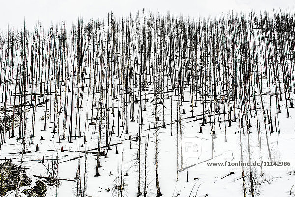 Bare trees in snowy rural landscape