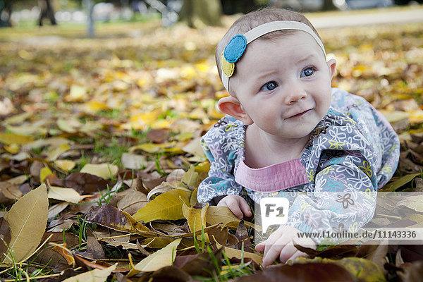 Mixed race baby girl crawling in autumn leaves