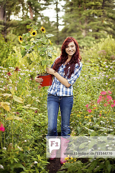 Gardener carrying sunflower plant in field