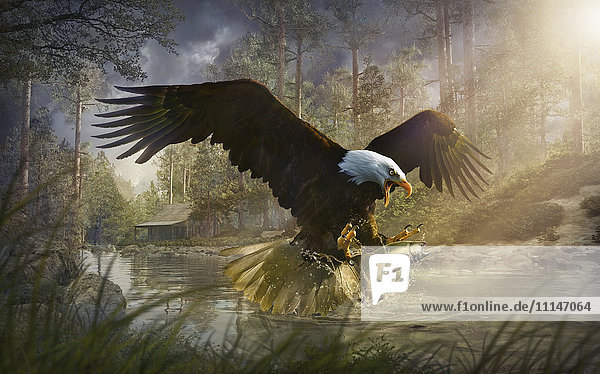 Bald eagle catching fish from rural river