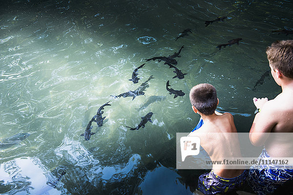 Jungen beobachten Haie beim Schwimmen im Meer