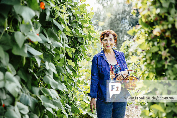 Kaukasische Frau pflückt Gemüse im Garten