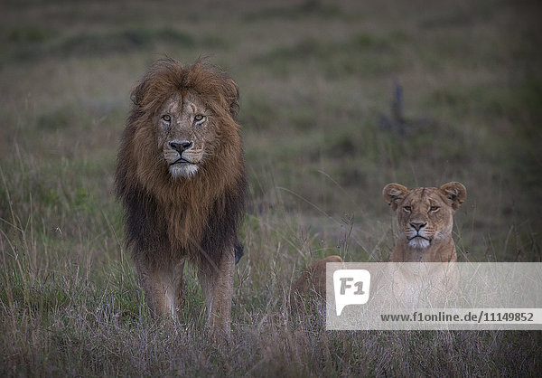 Lion and lioness in remote field