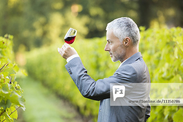 Kaukasischer Mann  der ein Glas Wein in einem Weinberg untersucht