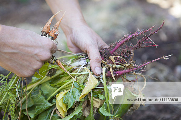 Kaukasische Frau hält frisches Gemüse im Garten