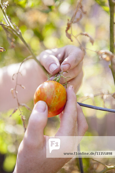 Nahaufnahme eines gemischtrassigen Bauern  der eine Tomate im Garten untersucht