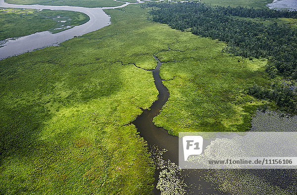 USA  Virginia  Sümpfe des Chickahominy River nahe dem Zusammenfluss mit dem James River