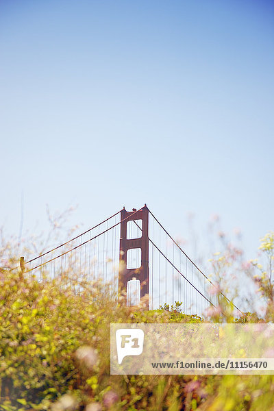 USA  Kalifornien  San Francisco  Säule der Golden Gate Bridge hinter Wildblumen
