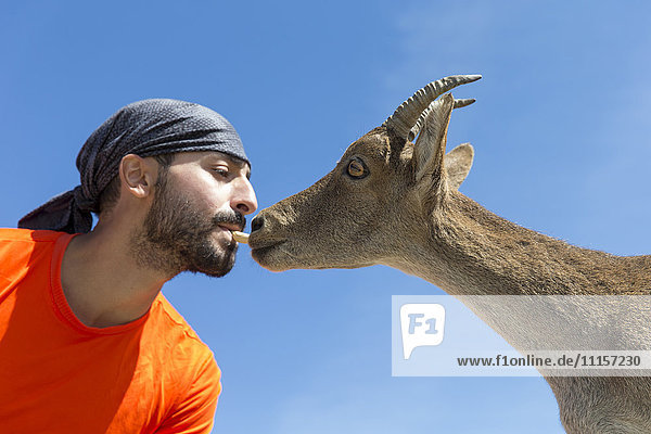 Man feeding Western Spanish ibex