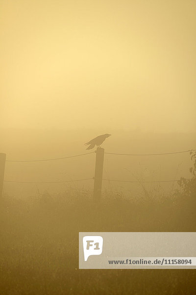 Germany  Upper Bavaria  Raven sitting on fence in morning fog