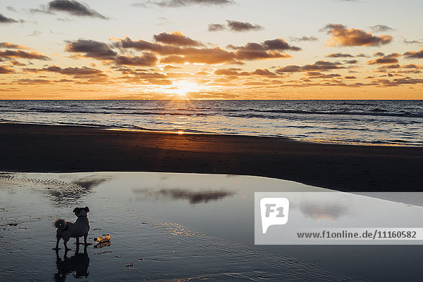 Dänemark  Nordjütland  Hund am ruhigen Strand bei Sonnenuntergang
