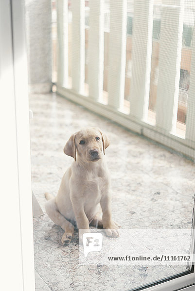 Labrador Retriever Welpe sitzend hinter Glastür auf Balkon