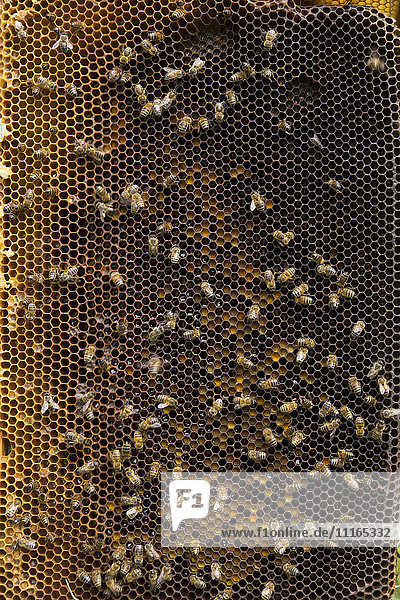 Bienen auf einer Bienenstockwabe