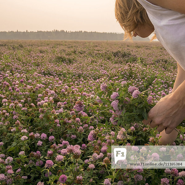 Kaukasische Frau pflückt Blumen auf einem Feld