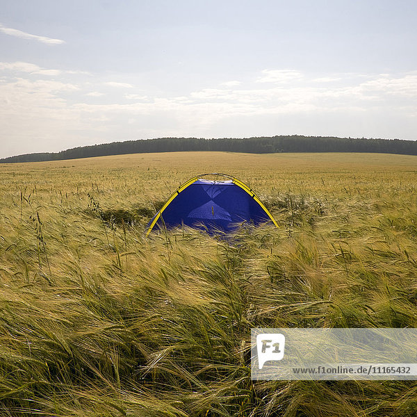 Blaues Campingzelt im hohen Gras