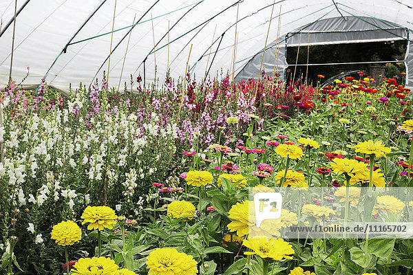 A polytunnel full of flowers  flowering for cutting. An organic flower garden.