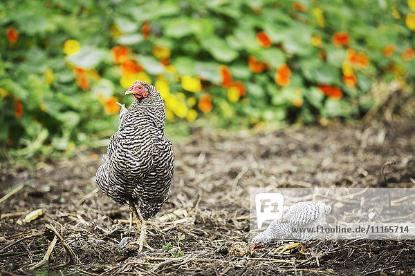 Two chickens  an adult and a chick  with black and white beathers pecking among the soil and straw in a flower bed.