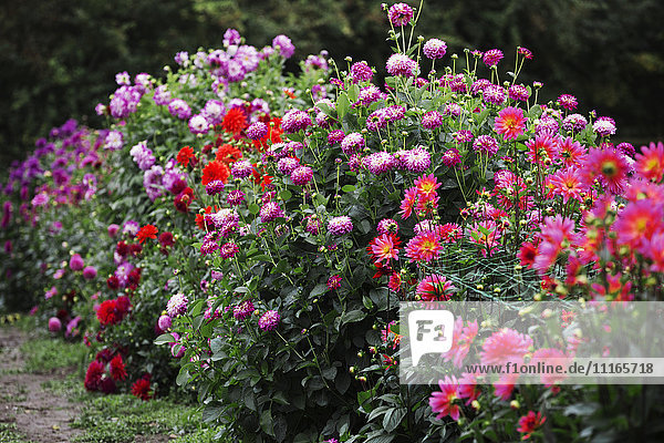 Summer flowering plants in an organic flower nursery. Crysanthemums in vivid colours.
